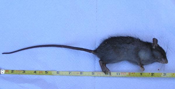 Photo of Rattus rattus by Liz  Watkinson
